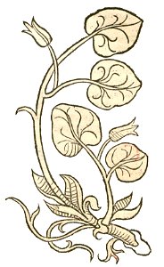 HORTUS Asarum
