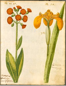 Hortulus Monheimensis - 071