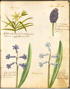 Hortulus Monheimensis - 019