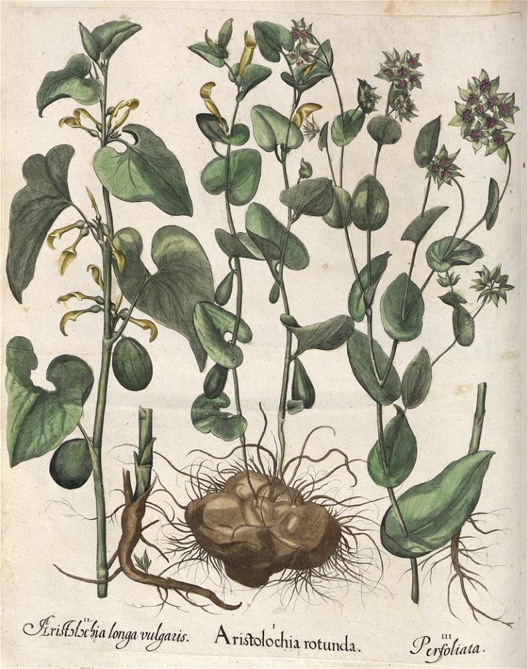 Hortus Eystettensis, 1613 (KU 2894-2 179) -Aestiva,4,3
