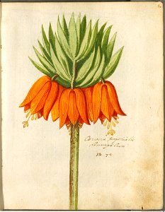 Hortulus Monheimensis - 027