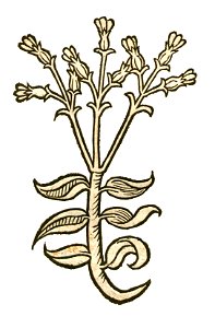 Hortus Centaurea