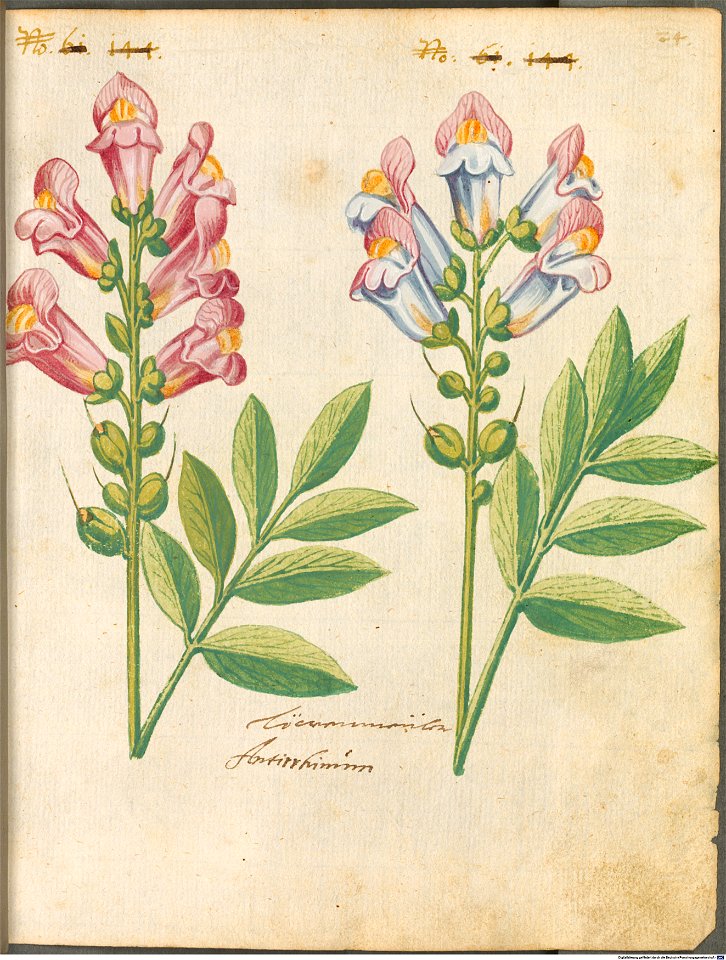 Hortulus Monheimensis - 059