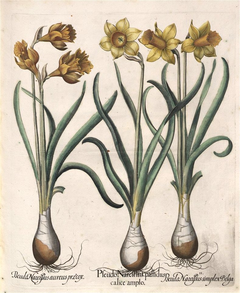 Hortus Eystettensis, 1613 (KU 2894-1 185) -Verna,3,6