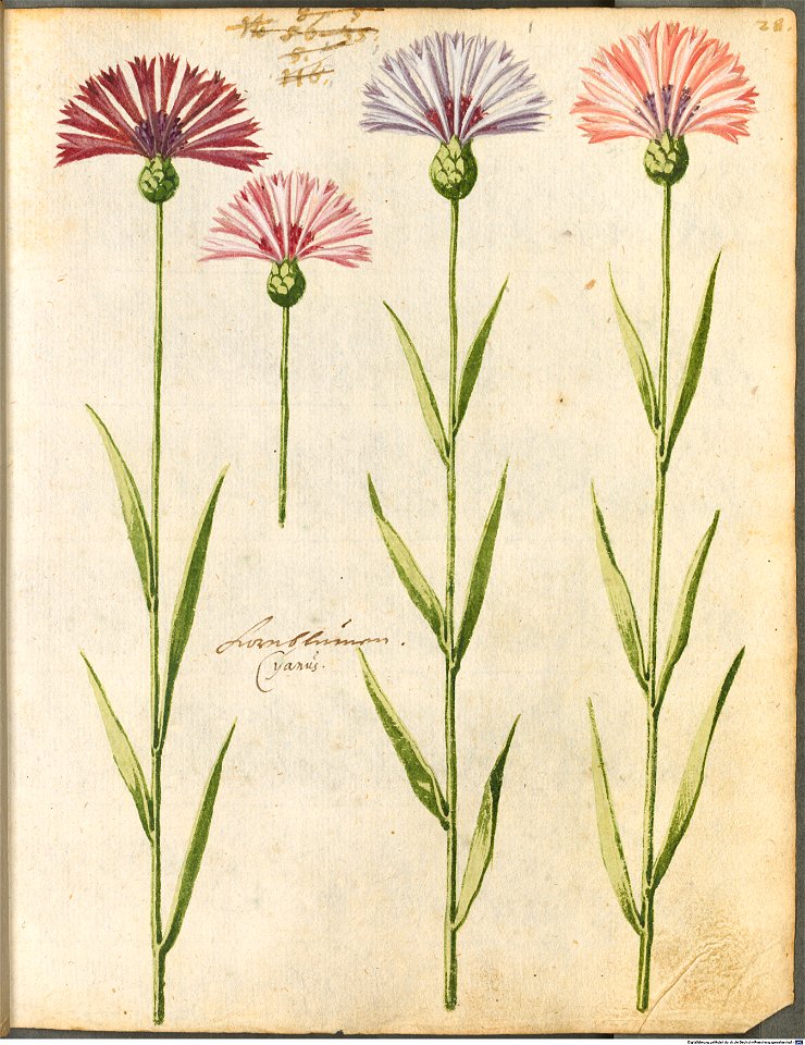 Hortulus Monheimensis - 067