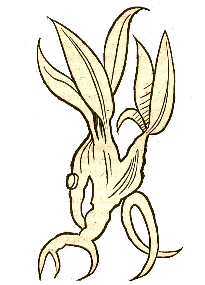 Hortus Enula campana