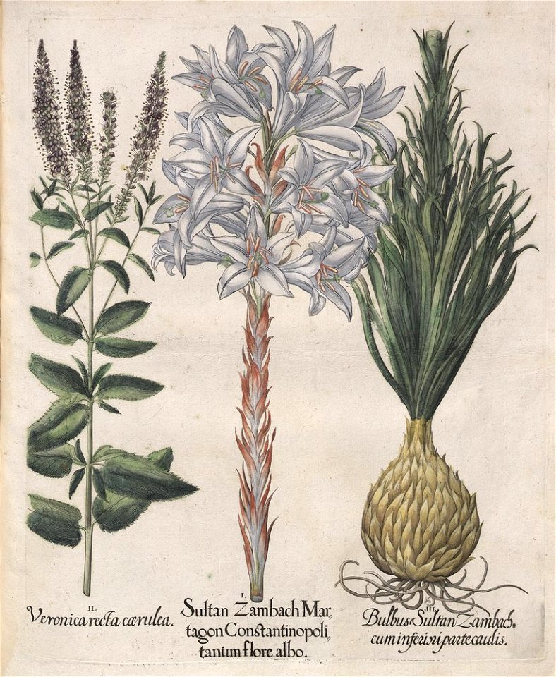 Hortus Eystettensis, 1613 (KU 2894-1 289) -Verna,5,10
