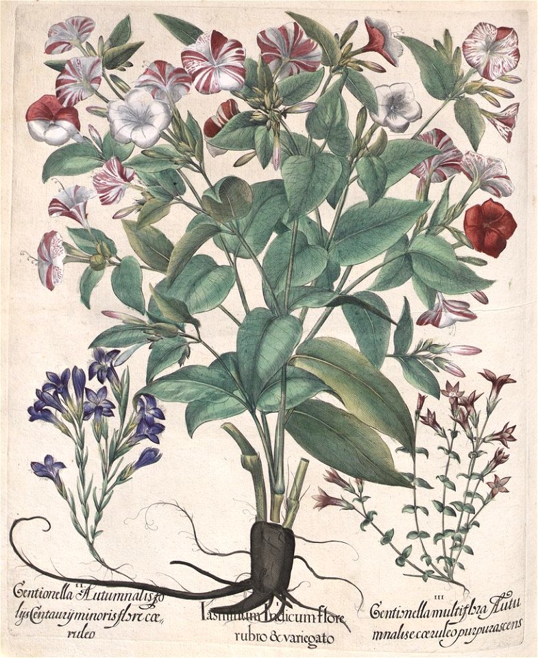 Hortus Eystettensis, 1613 (KU 2894-3 240) -Autumnalis,2,3