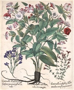 Hortus Eystettensis, 1613 (KU 2894-3 240) -Autumnalis,2,3