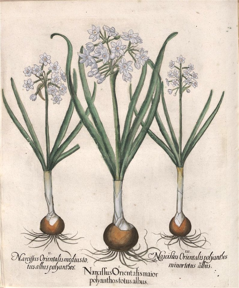 Hortus Eystettensis, 1613 (KU 2894-1 200) -Verna,3,11