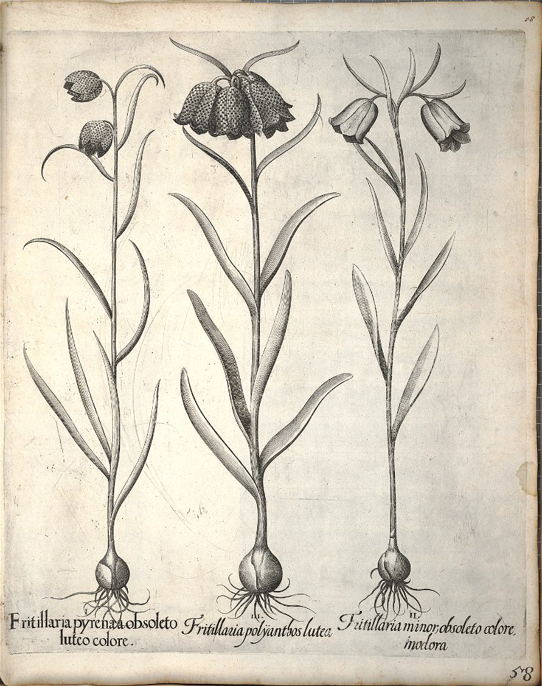 Hortus Eystettensis, 1640 (BHL 45339 069) - Classis Verna 58