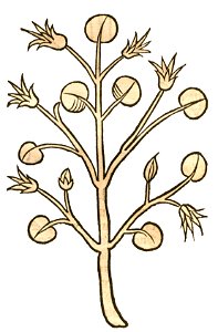 Hortus Caparus