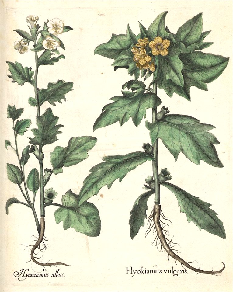 Hortus Eystettensis, 1613 (KU 2894-2 332) -Aestiva,8,8