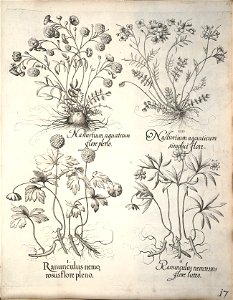 Hortus Eystettensis, 1640 (BHL 45339 028) - Classis Verna 17