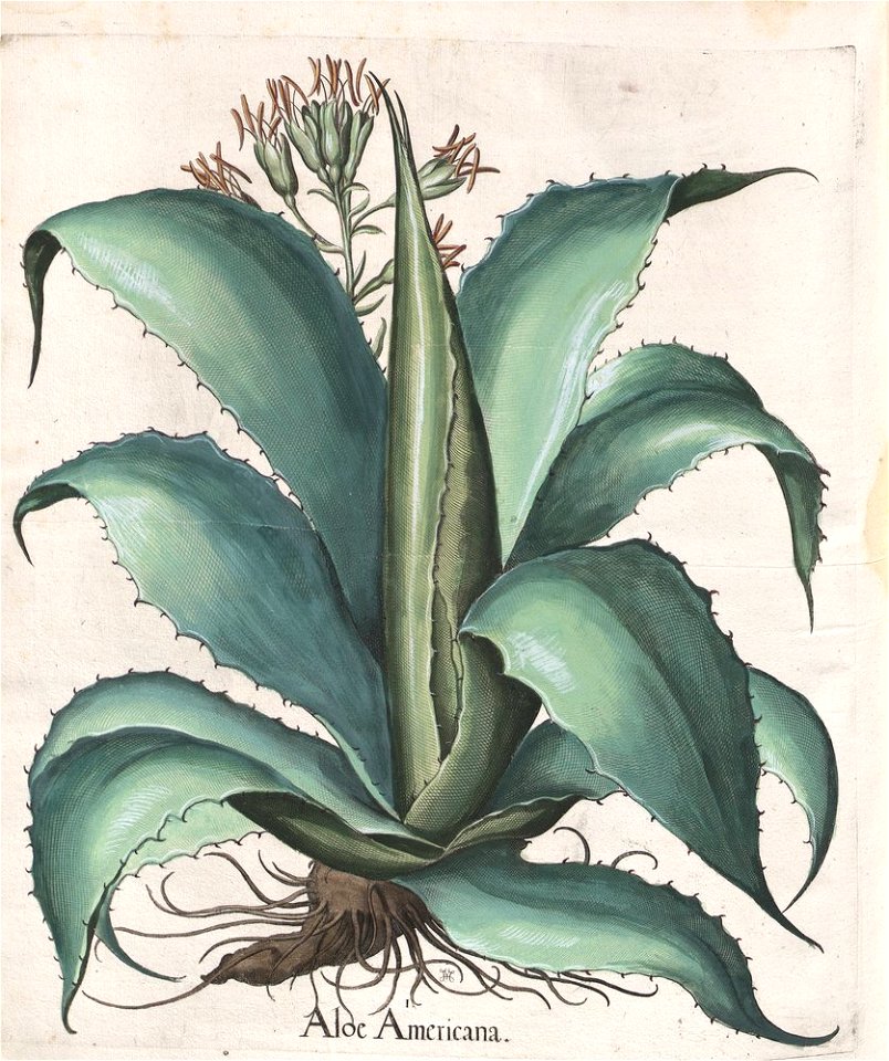 Hortus Eystettensis, 1613 (KU 2894-3 308) -Autumnalis,4,3