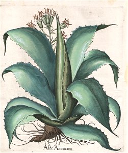 Hortus Eystettensis, 1613 (KU 2894-3 308) -Autumnalis,4,3