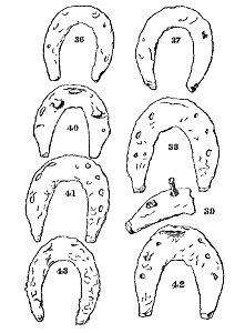 Horse shoes and horse shoeing page210