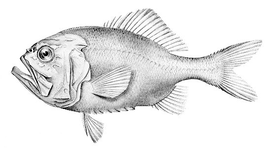 Hoplostethus gigas