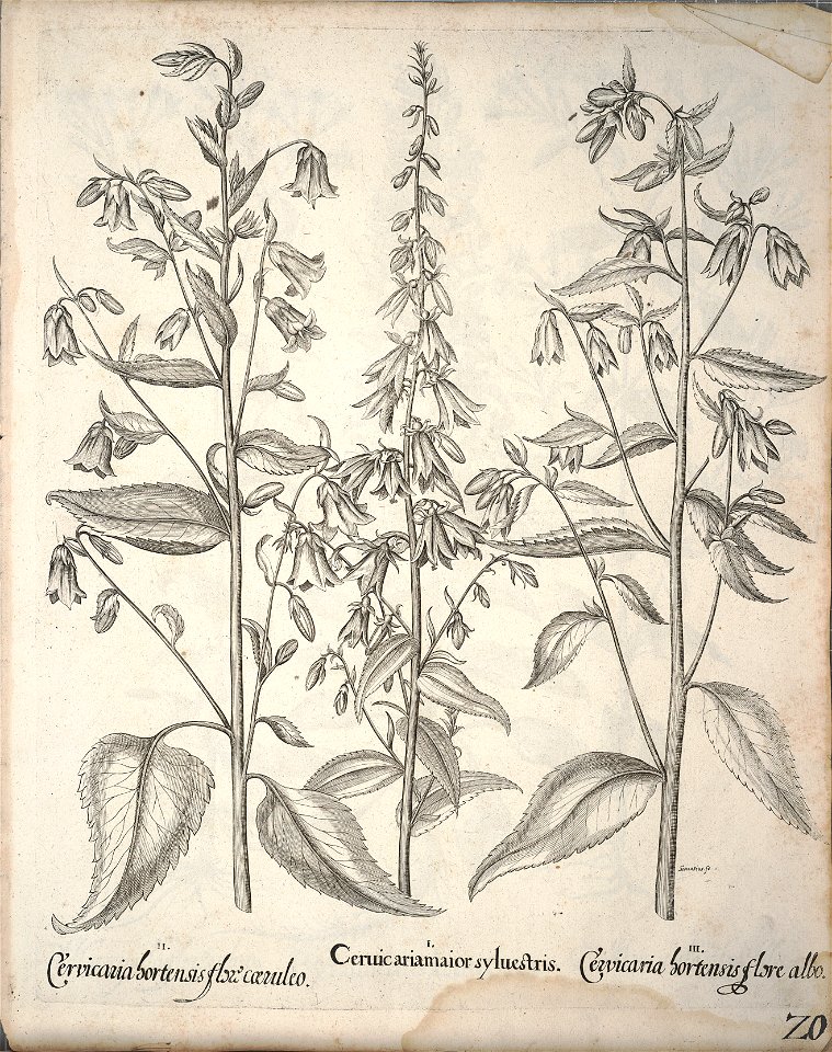 Hortus Eystettensis, 1640 (BHL 45339 172) - Classis Aestiva 20