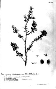 Hortus Cliffortianus-Cliffortia