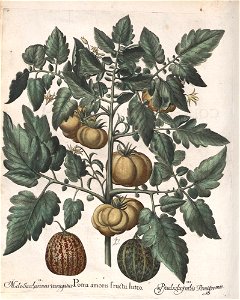 Hortus Eystettensis, 1613 (KU 2894-3 194) -Autumnalis,1,1