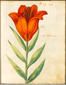 Hortulus Monheimensis - 079
