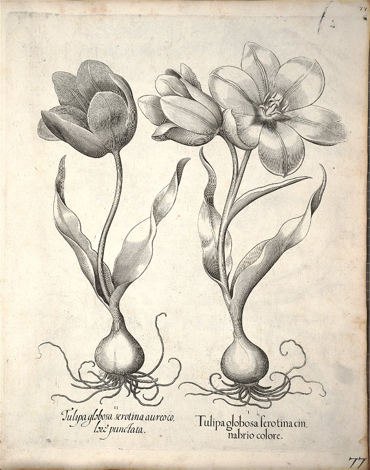 Hortus Eystettensis, 1640 (BHL 45339 088) - Classis Verna 77