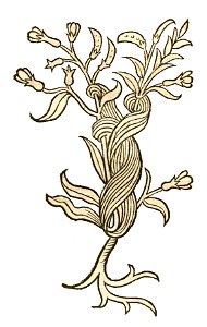 Hortus Cuscuta