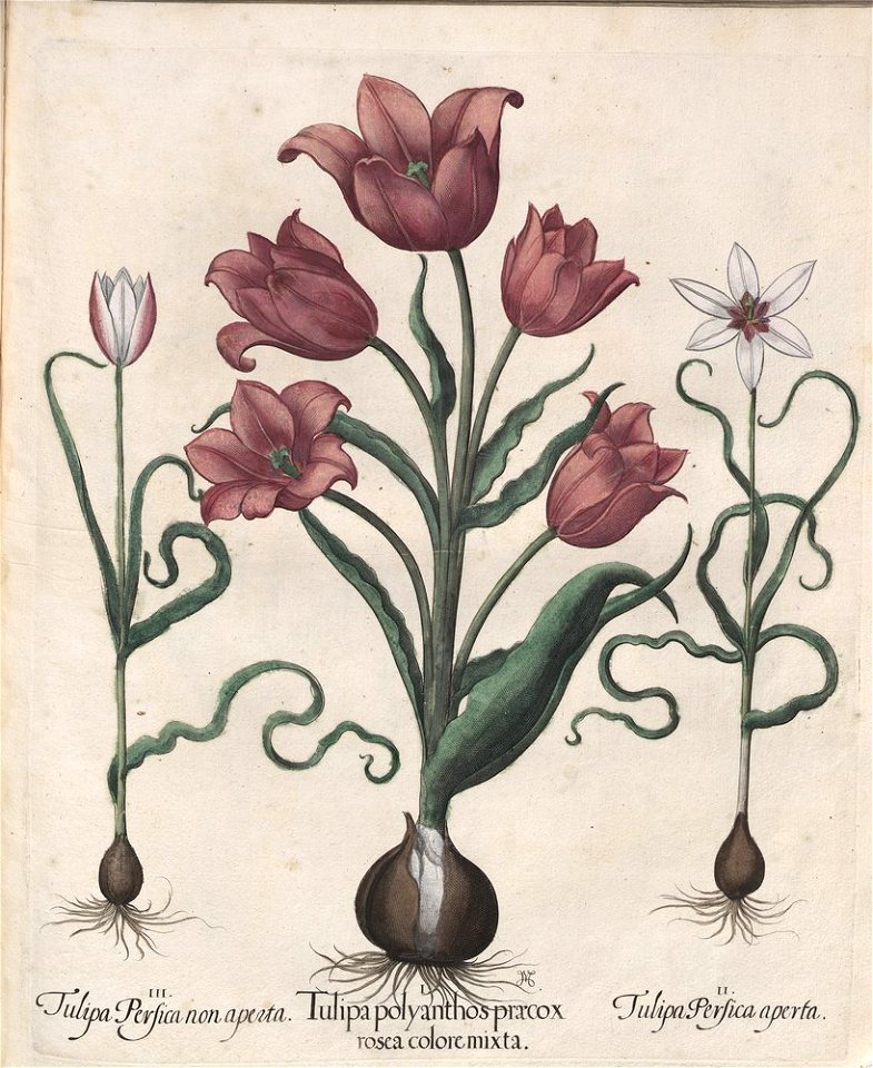 Hortus Eystettensis, 1613 (KU 2894-1 255) -Verna,4,12