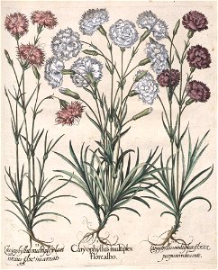 Hortus Eystettensis, 1613 (KU 2894-3 161) -Aestiva,14,10