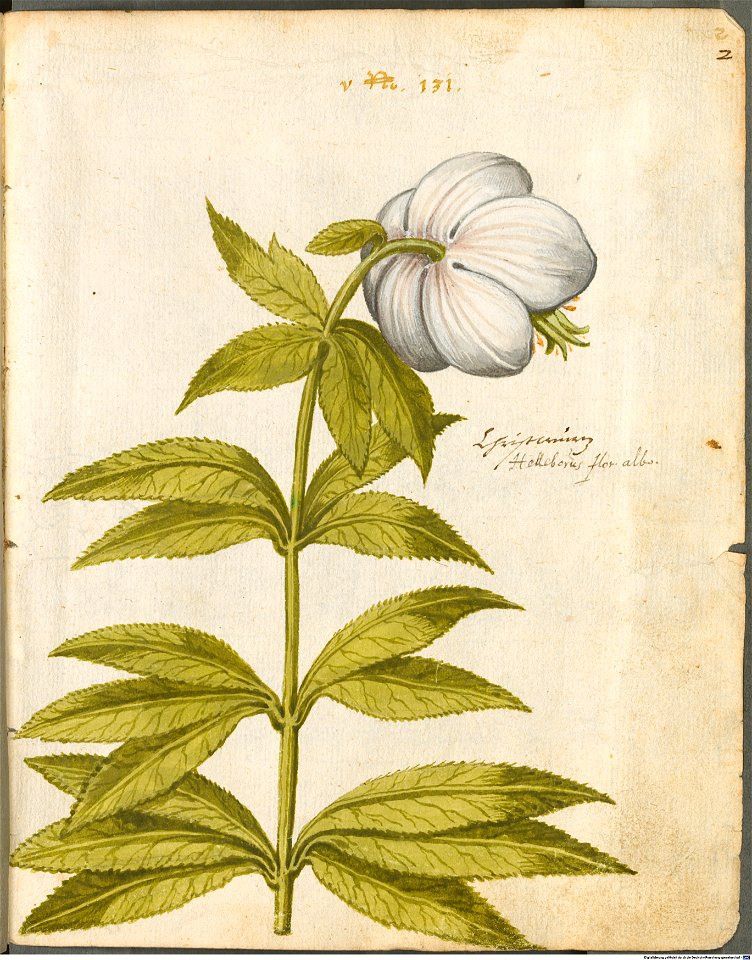 Hortulus Monheimensis - 015