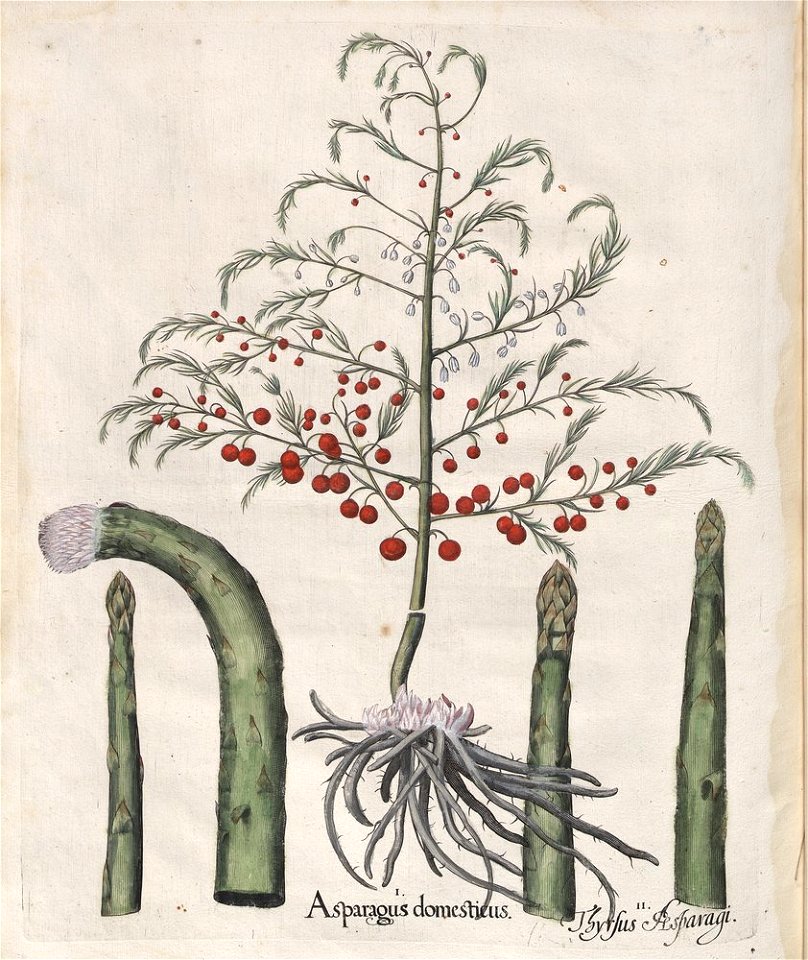 Hortus Eystettensis, 1613 (KU 2894-1 426) -Verna,9,9