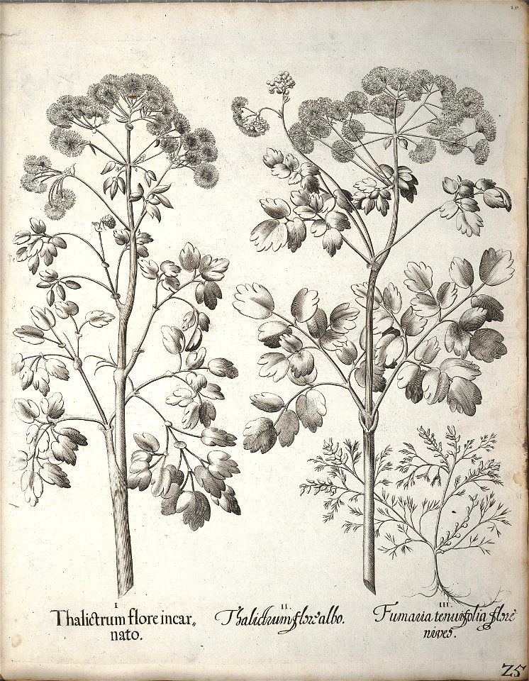 Hortus Eystettensis, 1640 (BHL 45339 036) - Classis Verna 25