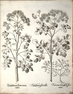 Hortus Eystettensis, 1640 (BHL 45339 036) - Classis Verna 25