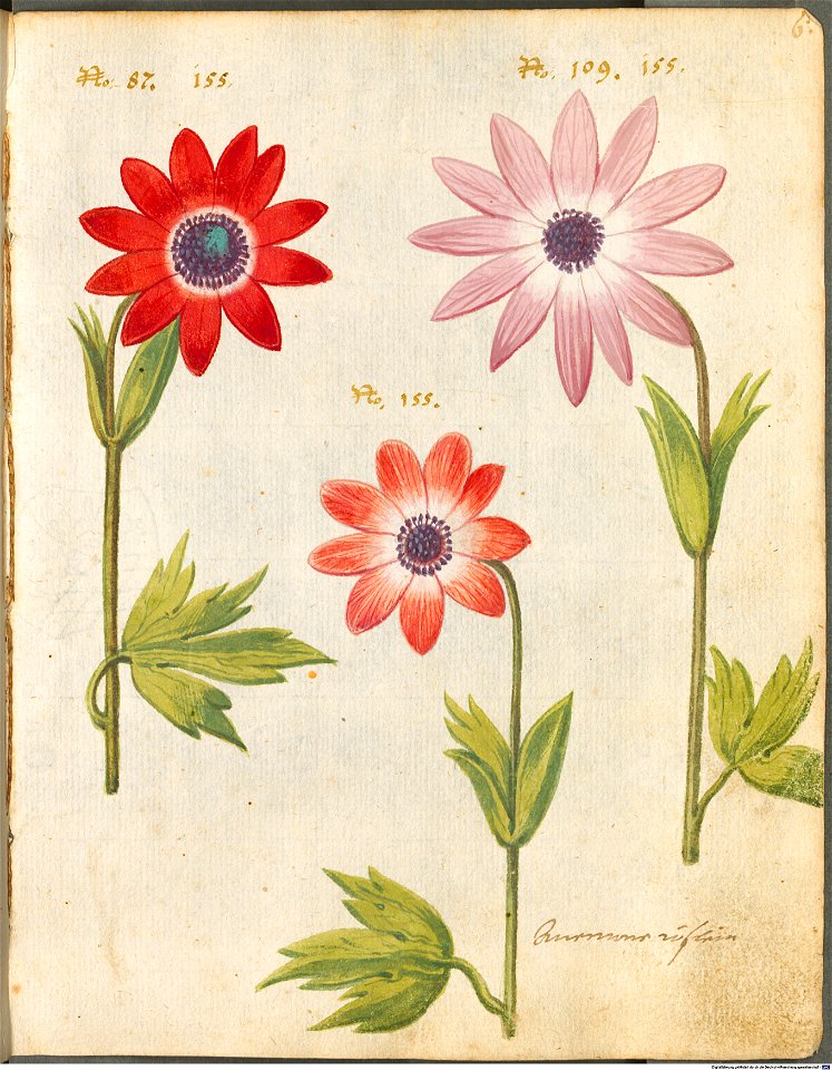 Hortulus Monheimensis - 023