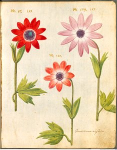 Hortulus Monheimensis - 023