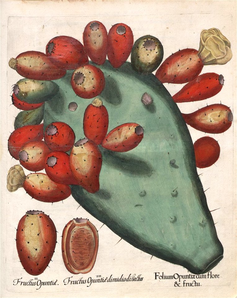 Hortus Eystettensis, 1613 (KU 2894-3 321) -Autumnalis,4,7