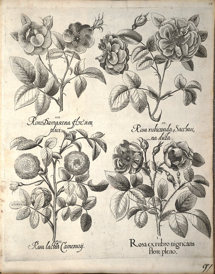 Hortus Eystettensis, 1640 (BHL 45339 108) - Classis Verna 97