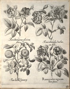 Hortus Eystettensis, 1640 (BHL 45339 108) - Classis Verna 97