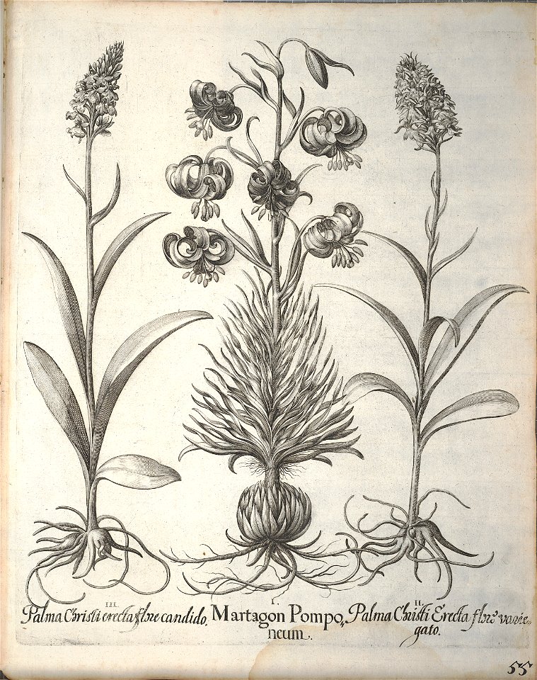 Hortus Eystettensis, 1640 (BHL 45339 207) - Classis Aestiva 55