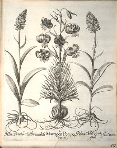 Hortus Eystettensis, 1640 (BHL 45339 207) - Classis Aestiva 55