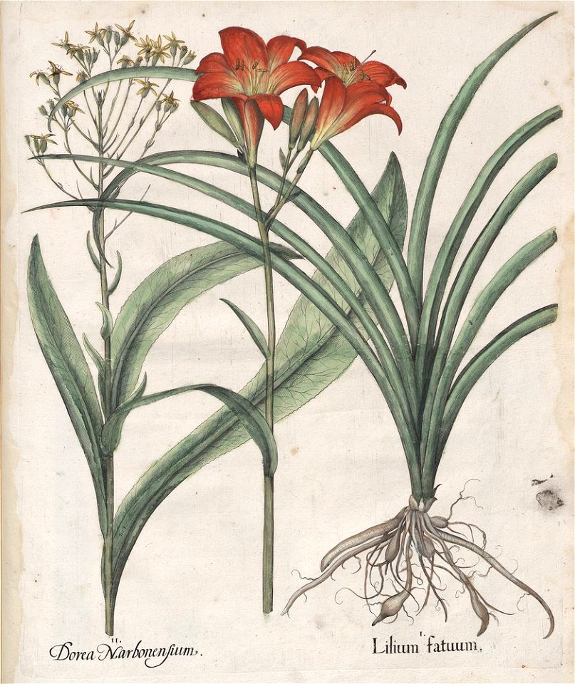 Hortus Eystettensis, 1613 (KU 2894-1 423) -Verna,9,8