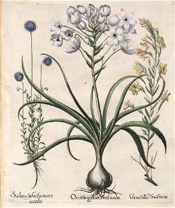 Hortus Eystettensis, 1613 (KU 2894-1 295) -Verna,5,12