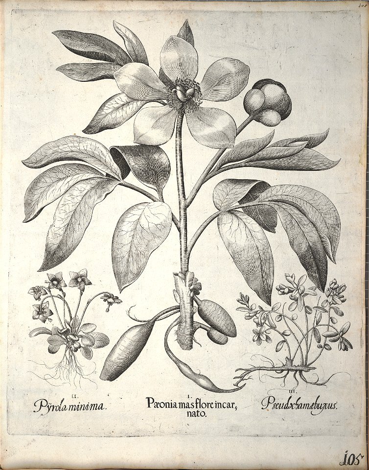 Hortus Eystettensis, 1640 (BHL 45339 116) - Classis Verna 105
