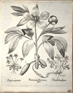 Hortus Eystettensis, 1640 (BHL 45339 116) - Classis Verna 105