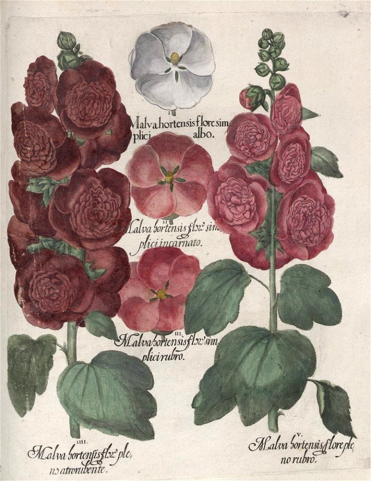Hortus Eystettensis, 1613 (KU 2894-2 266) -Aestiva,6,8