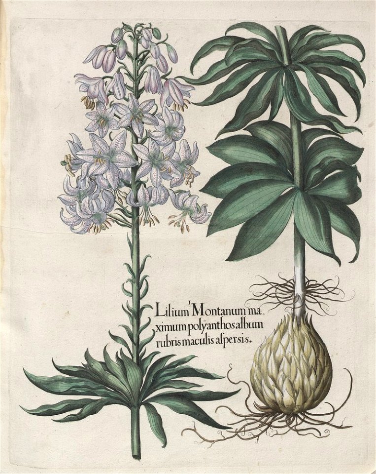 Hortus Eystettensis, 1613 (KU 2894-2 146) -Aestiva,3,2