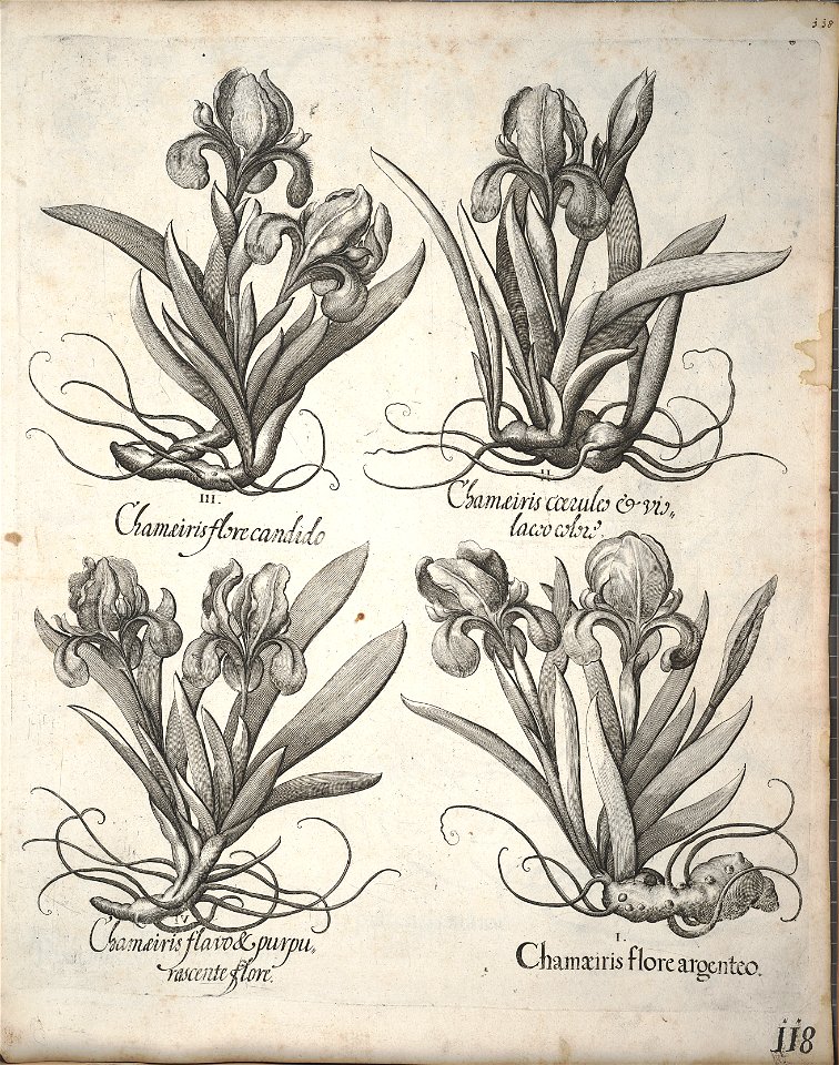 Hortus Eystettensis, 1640 (BHL 45339 129) - Classis Verna 118