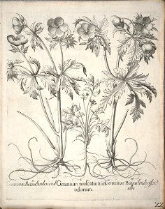 Hortus Eystettensis, 1640 (BHL 45339 033) - Classis Verna 22