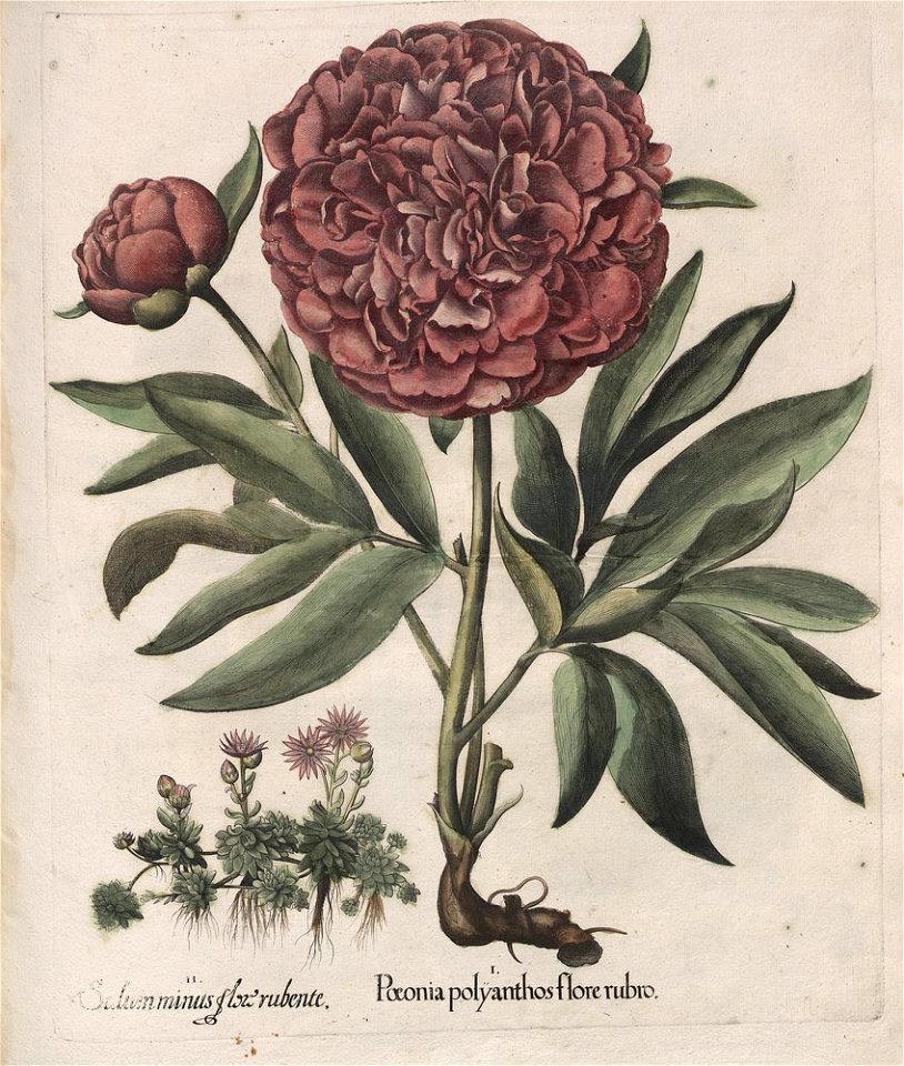 Hortus Eystettensis, 1613 (KU 2894-1 325) -Verna,6,8
